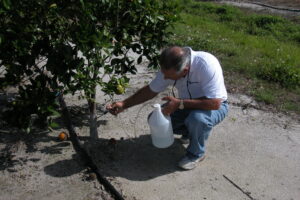 The Advanced Copper for Managing HLB and Canker in Citrus
