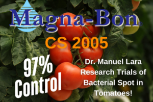 Bacterial Spot Control Research in Tomatoes